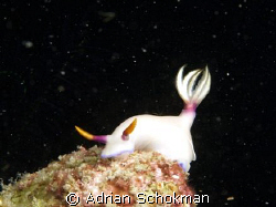 I'm On Top of The World.... Hiking Nudi from Kapalai Mabu... by Adrian Schokman 